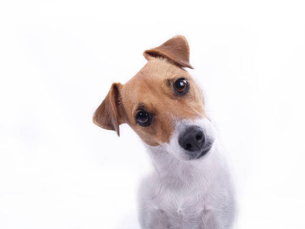 Jack Russell Terrier looking directly at camera with interested look; emphasis on dogs face and gaze
